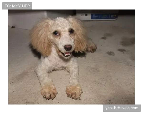 保罗·乔治家的狗都比你我活得精致